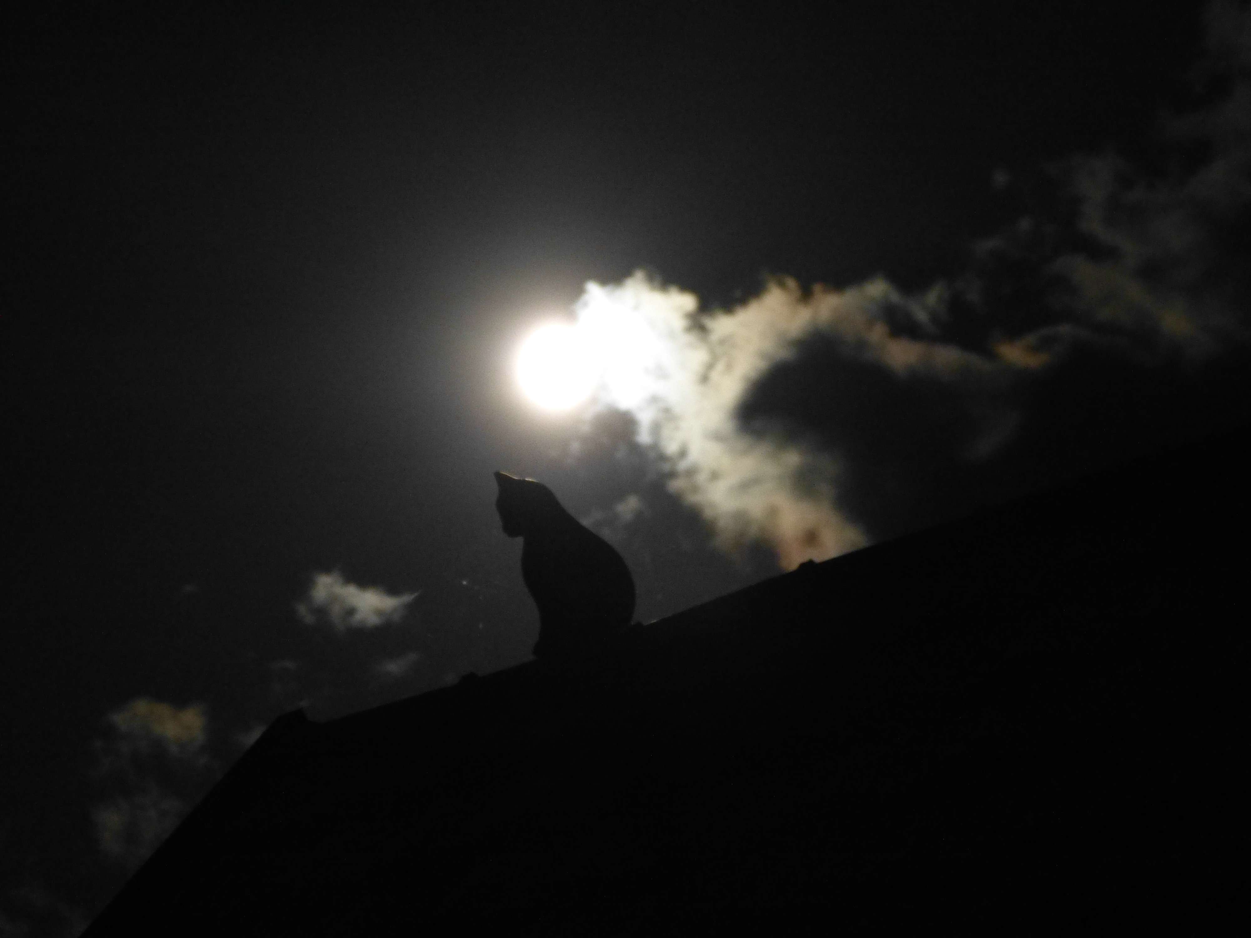 comp_P1000634.jpg