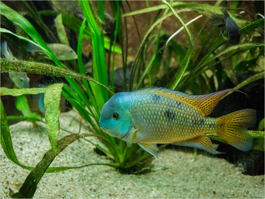 Fische-1.jpg