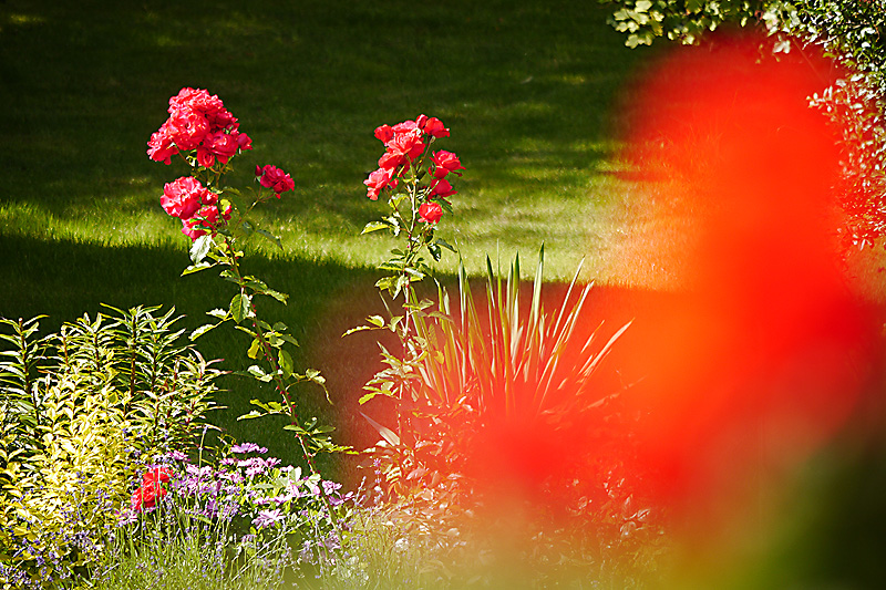 nachbars_garten.jpg
