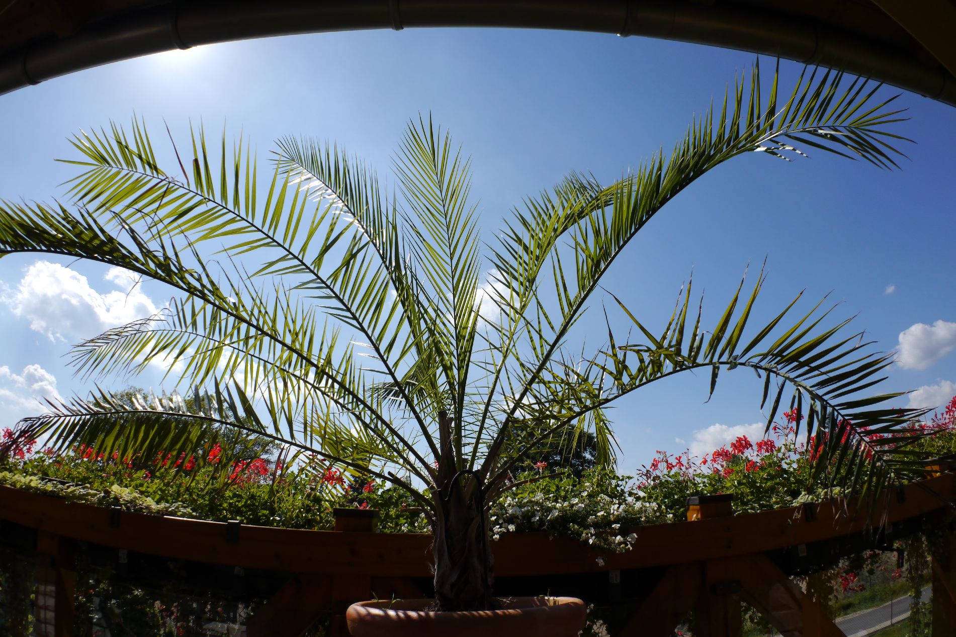 Fisheye Konverter DMW-GFC1.JPG