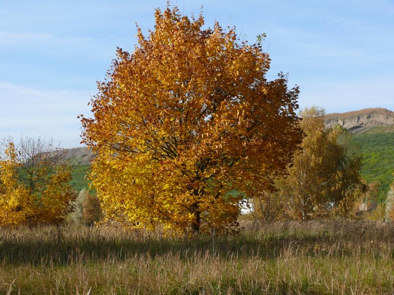 P1150631.JPG
