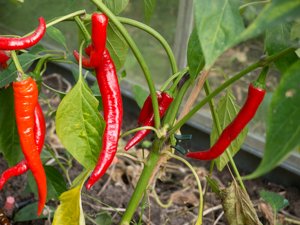 pimentos.jpg