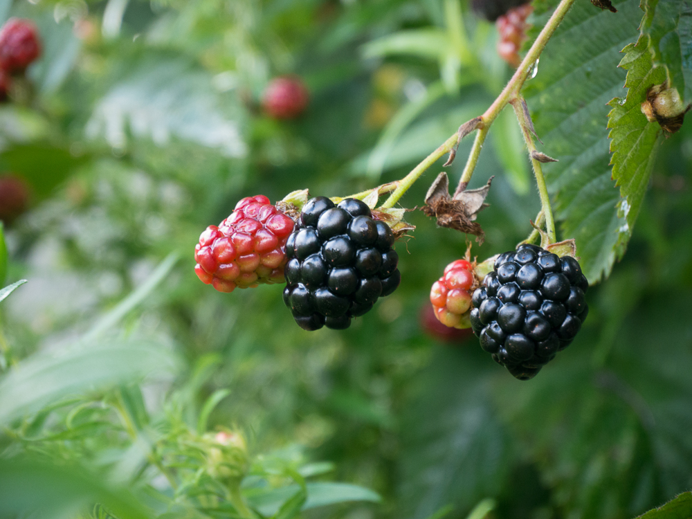 Brombeere.jpg