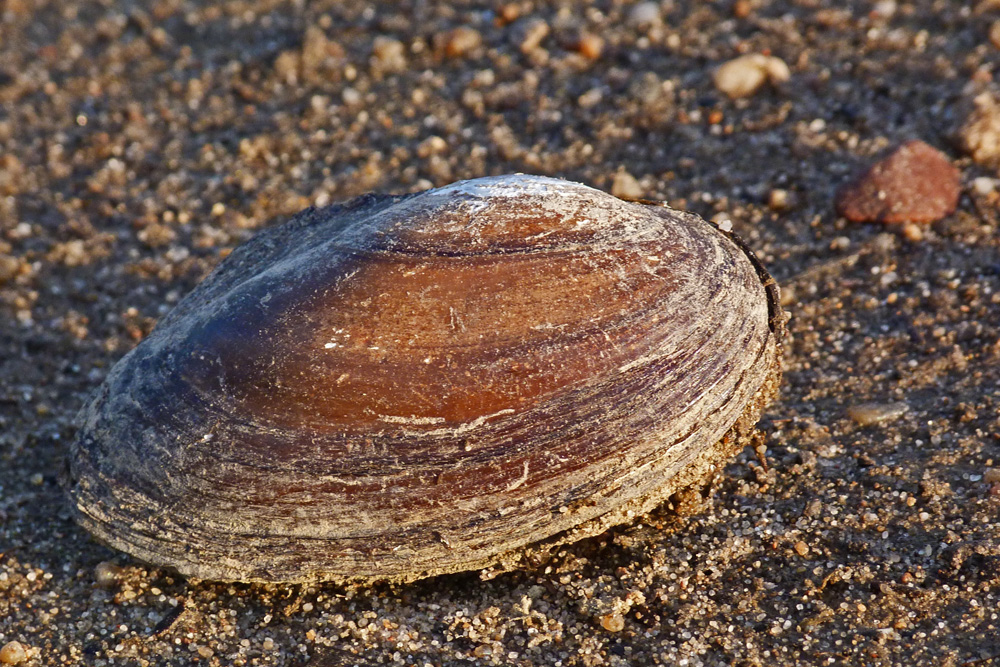 Muschel an der Elbe.jpg
