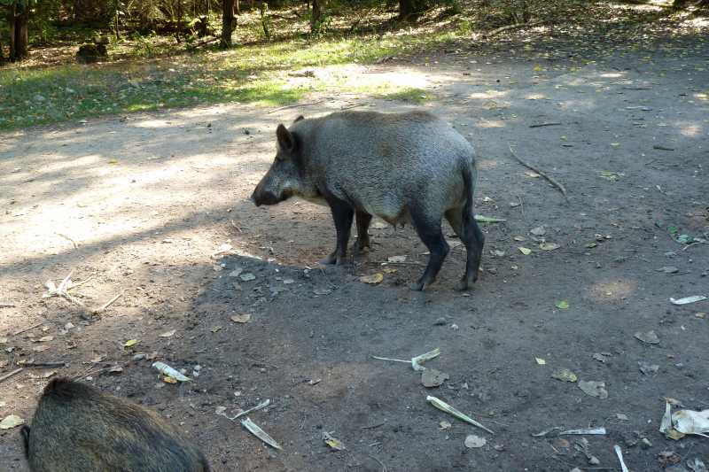 Wildschwein.jpg