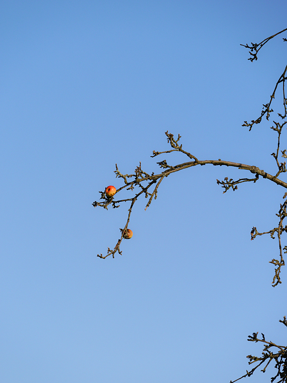 P1010752a.jpg