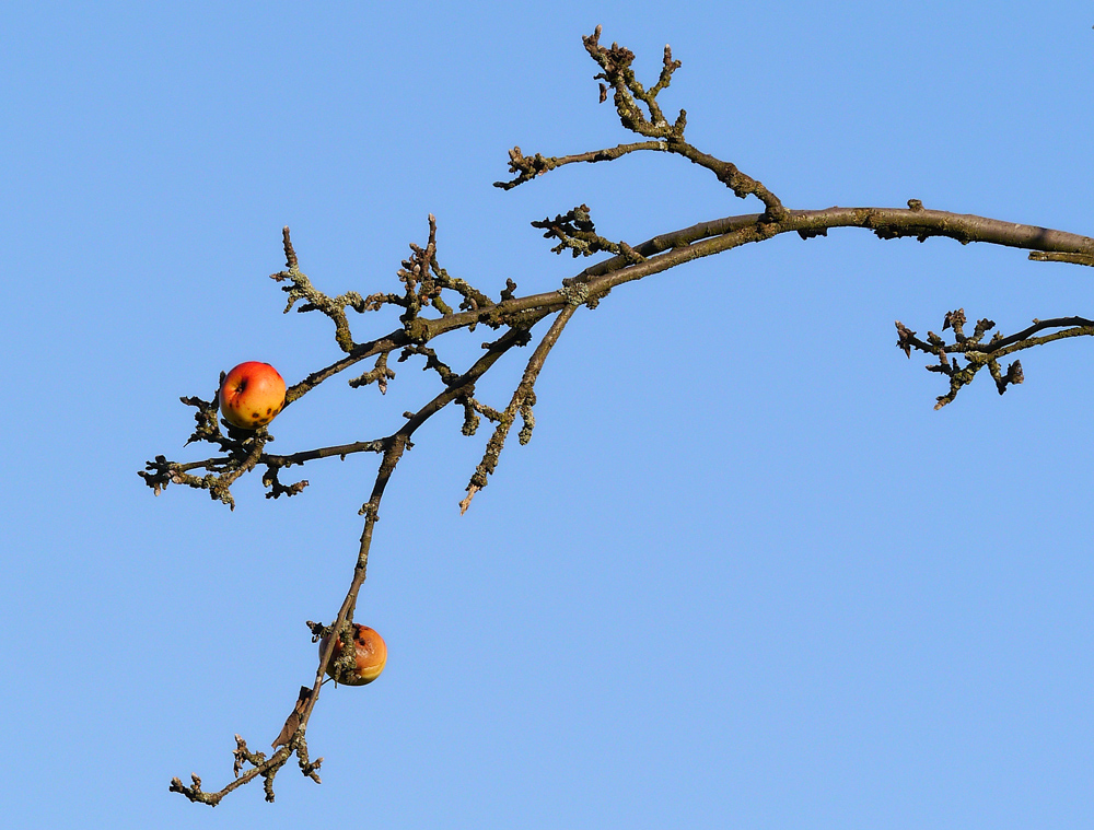 P1010752b.jpg