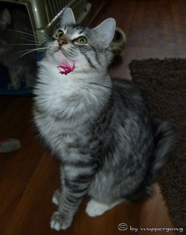brandy_feder4.jpg