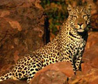 01_Leopard.jpg