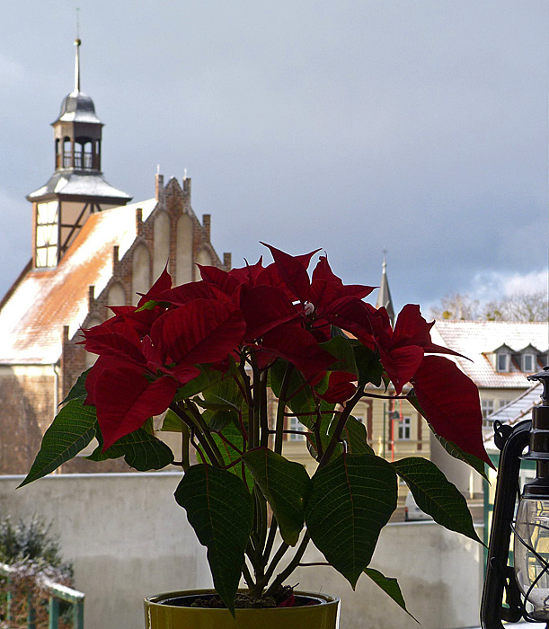 Weihnachtsstern mit Kulisse.jpg