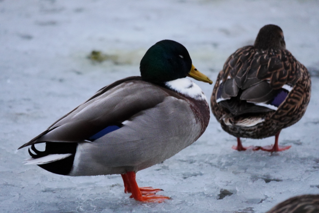 P1040337 (1024x683).jpg