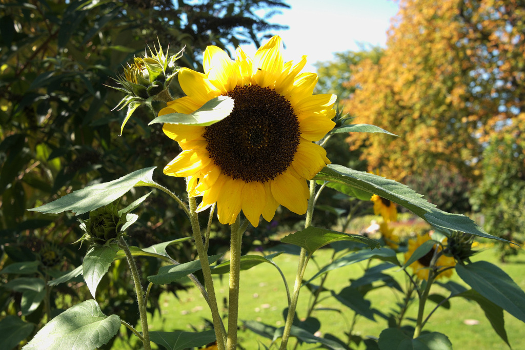 Sonnenblumen_3a.jpg