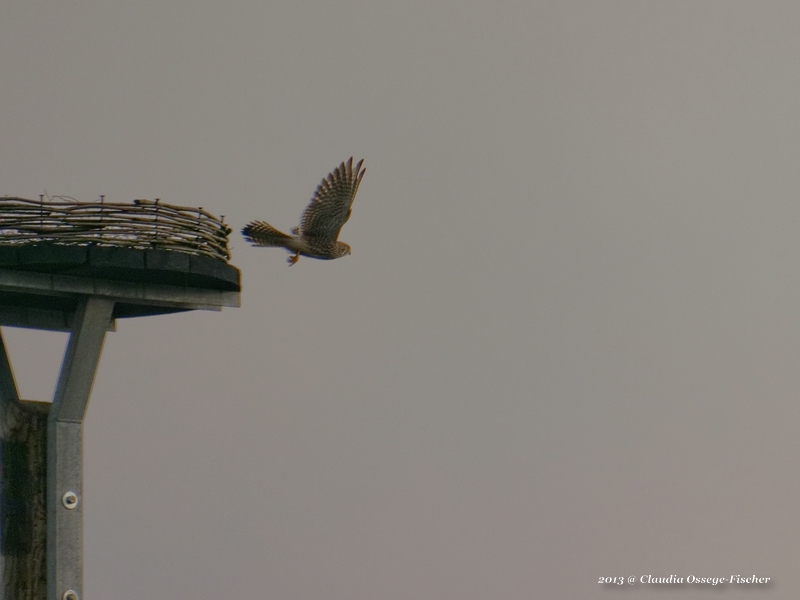 LF_2013_01_10_Turmfalke_1020703_DxO.jpg