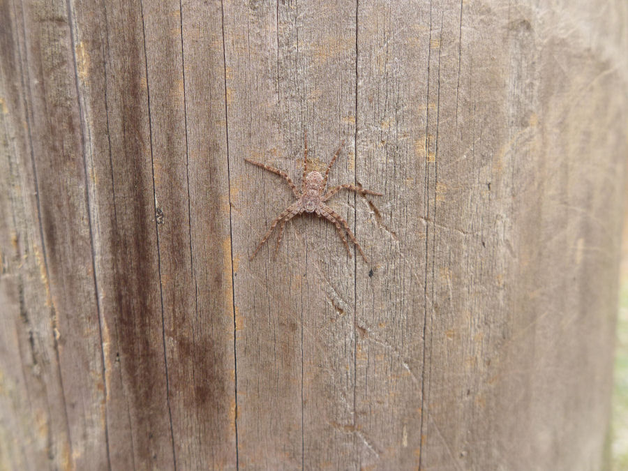 Spinne-Blende 3,2, Iso 200, Belichtung 1+125, Brennwe 24mm,Autofokus, Weißabgleich über Kelvin.JPG