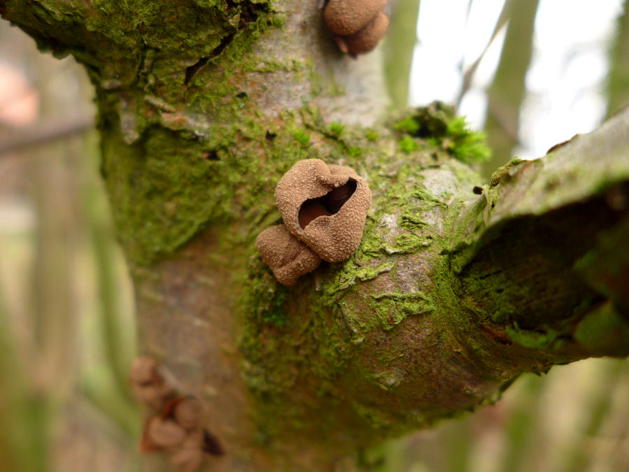 Pilz-Blende 1,8, Iso 160, Beli 1+200, Brennw 24mm, Autofokus, Weißabgleich über Kelvin.JPG