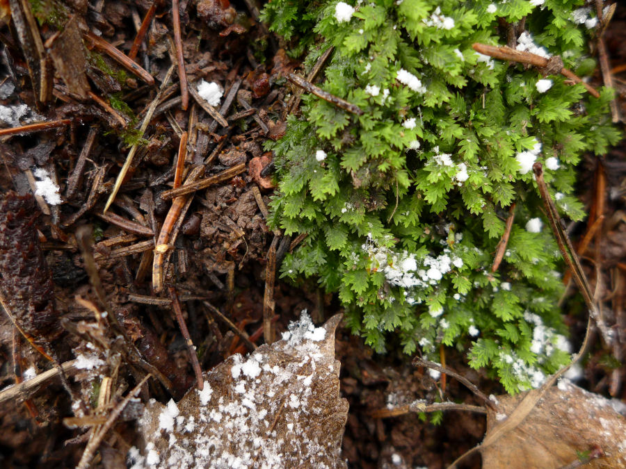 Moos-Blende 2,0, Iso 200, Belich 1+200, Brennwe 24mm, Manueller Fokus, Weißabgleich über Kelvin .JPG