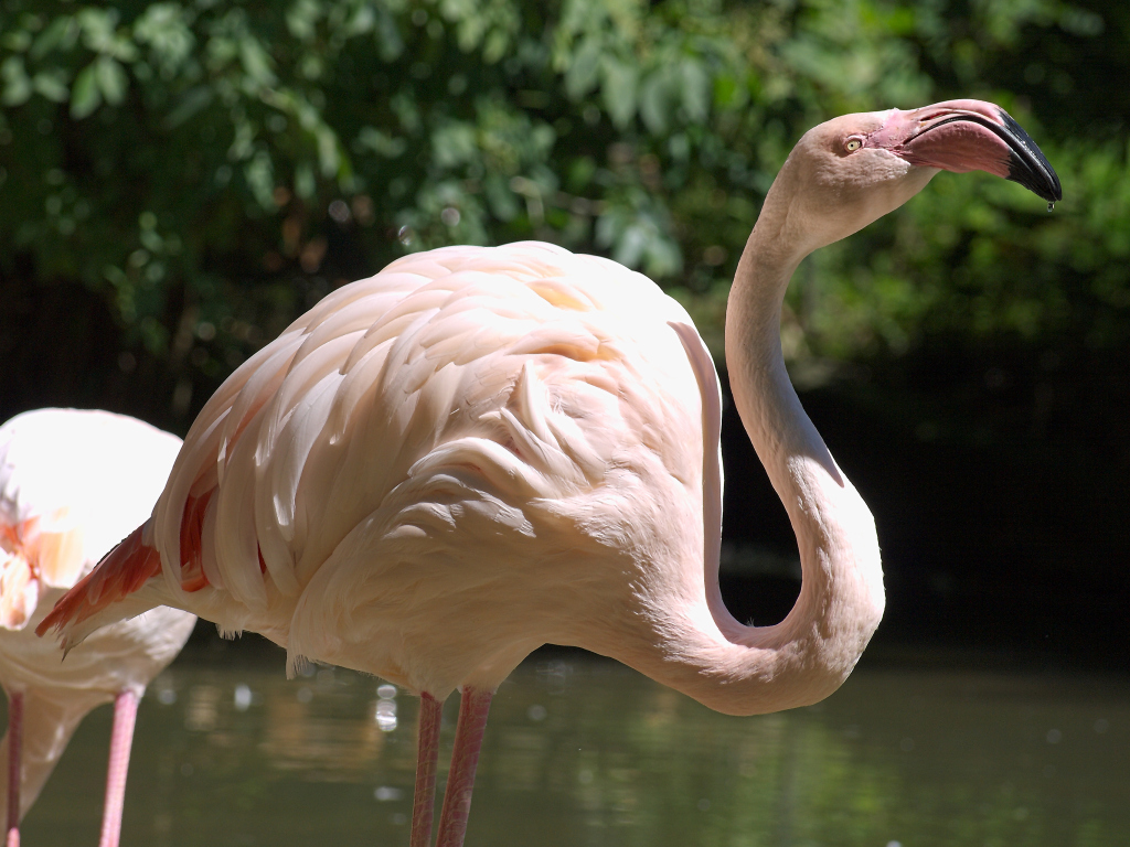 Flamingo_5.jpg
