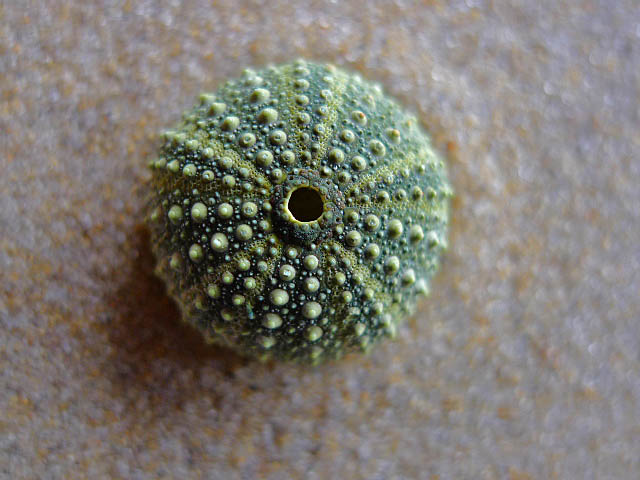 P1140630b.jpg