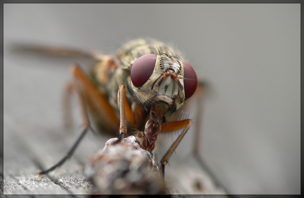 thefly.jpg
