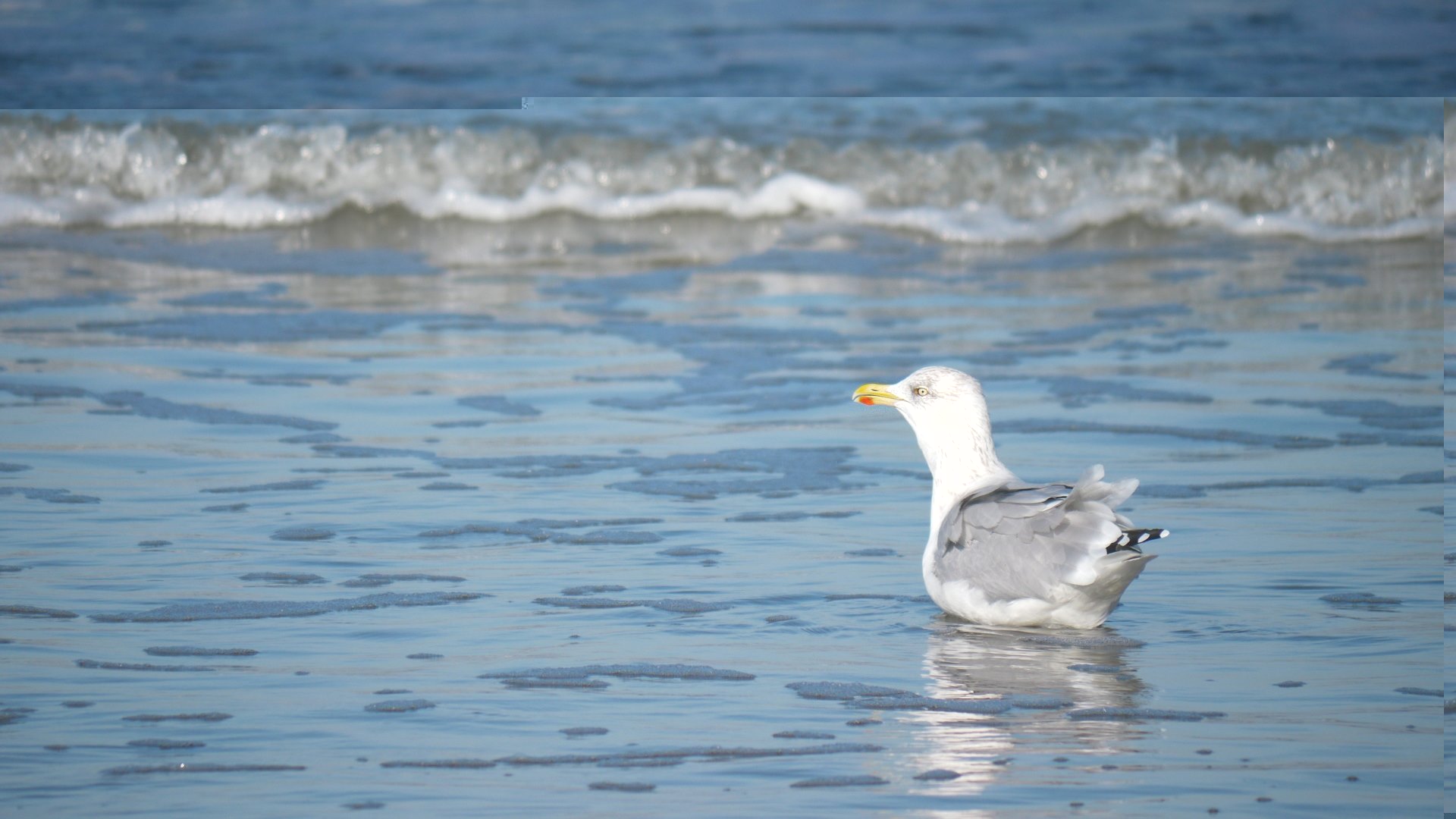 Noordwijk 40 .JPG