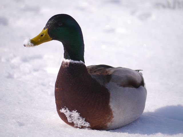 k-Ente original Aufnahme.JPG