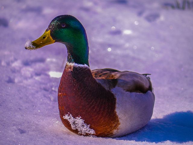 k-Ente bearbeitet mit LR4.jpg