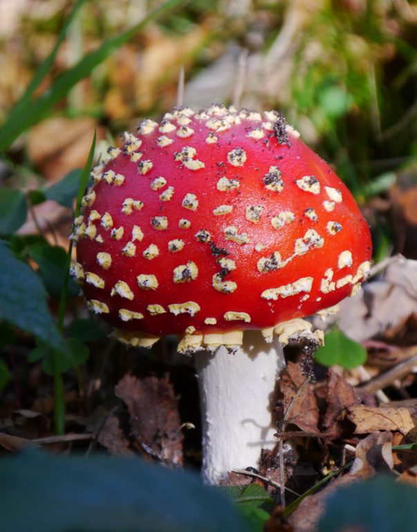 pilz.jpg