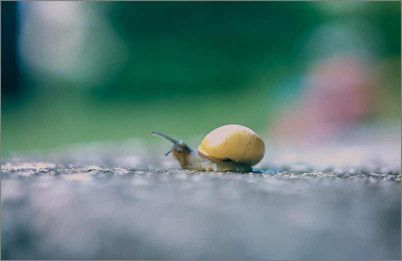 Schnecke-1.jpg