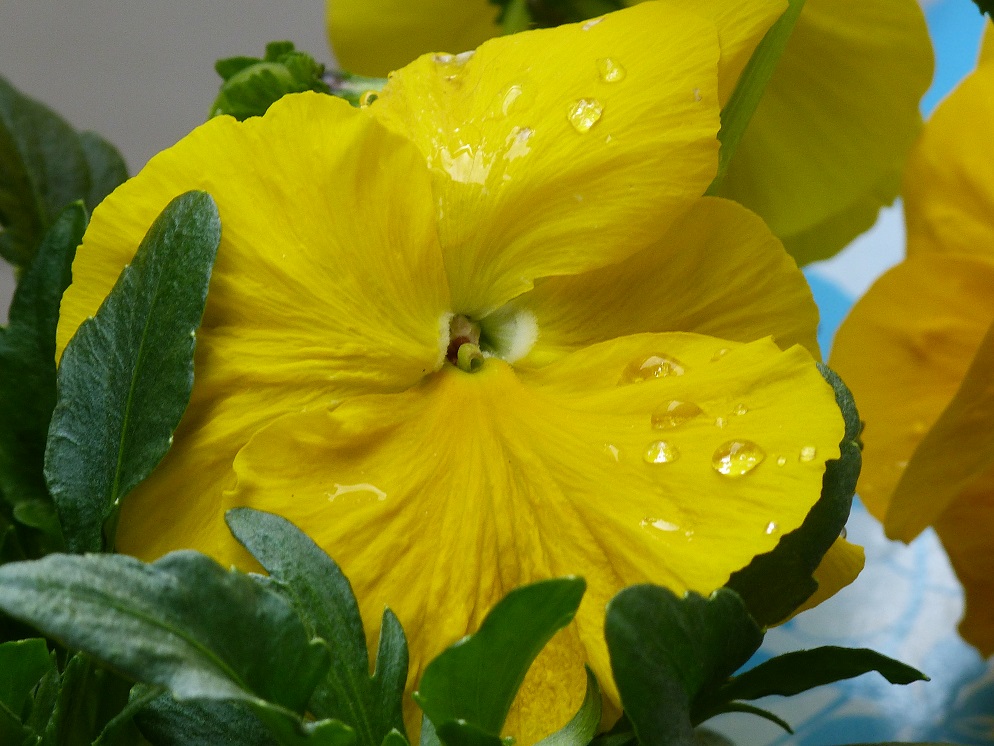 Gartenblume FZ- 45.jpg