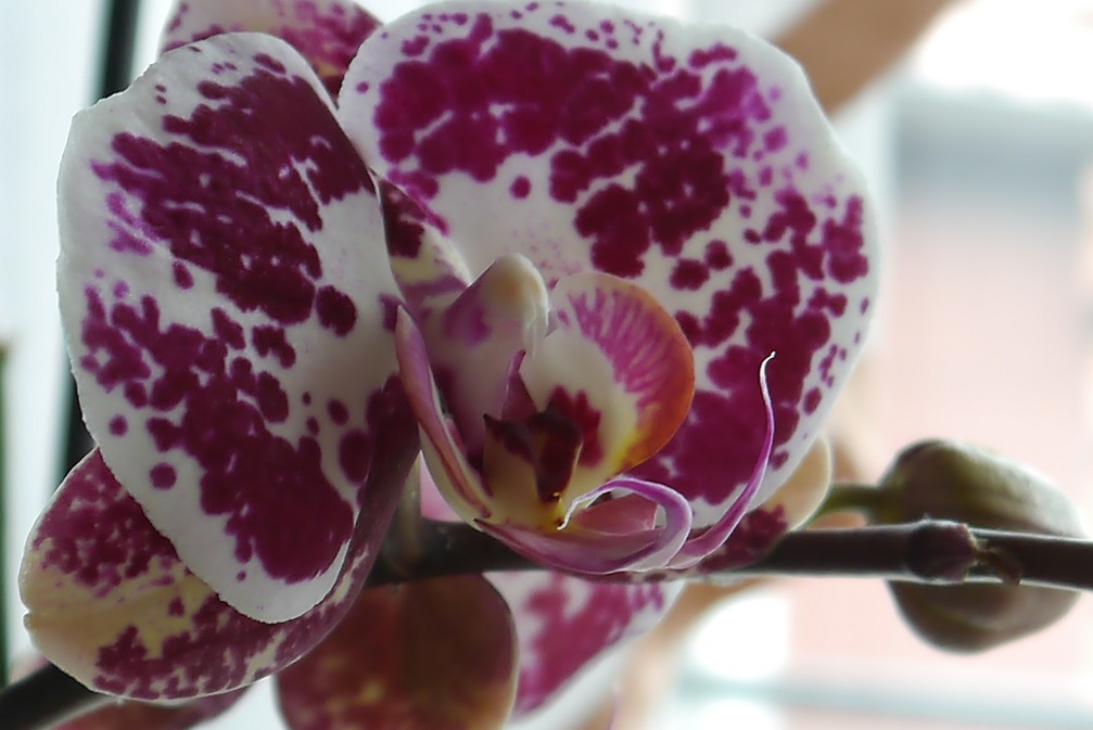 Unsere Orchidee G3.jpg