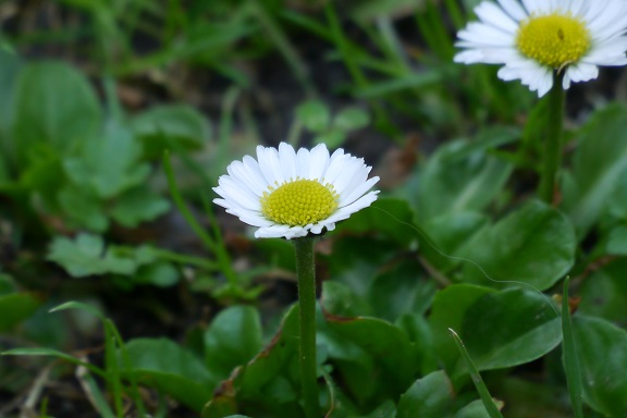 P1000040.jpg