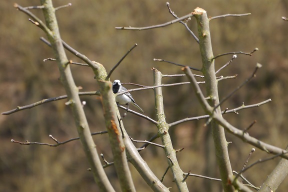 P1000063m.jpg