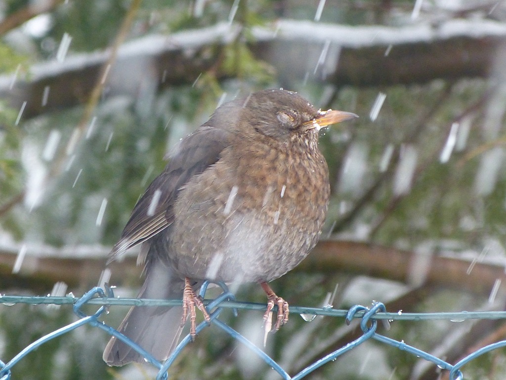 Amsel_lf.jpg