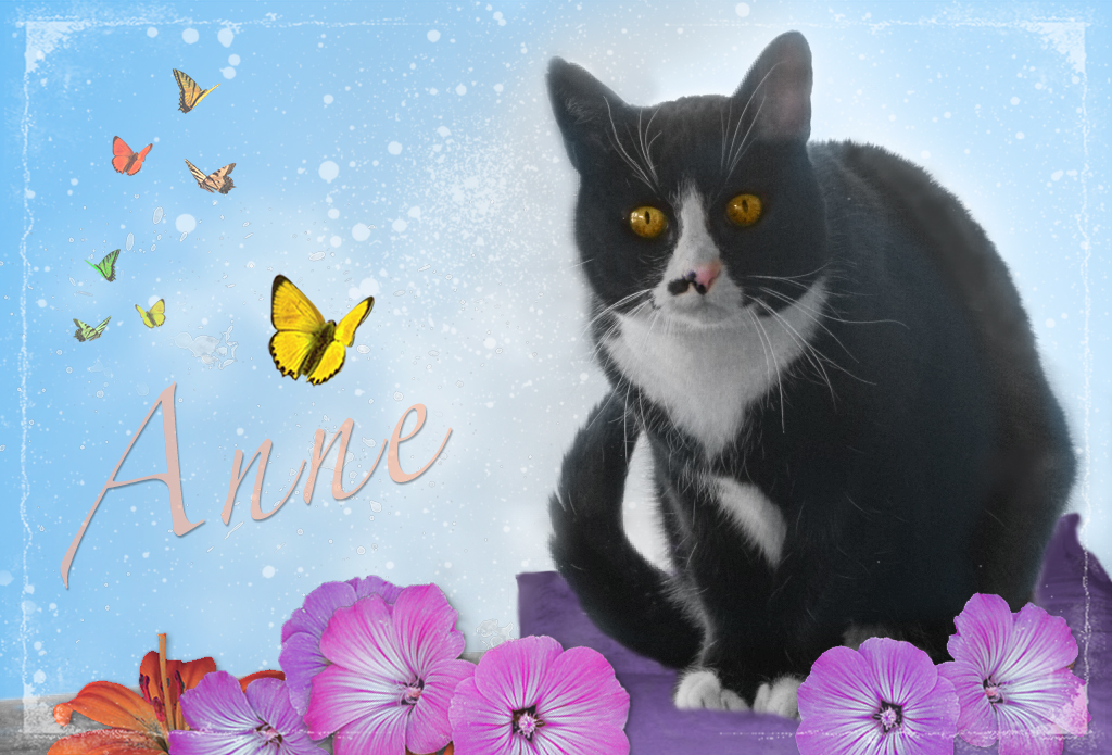 anne-katze-auf-kissen.jpg