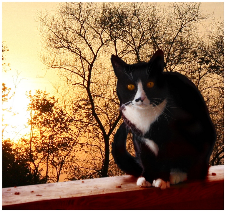 Anne - Bernstein Pussy_cc.jpg