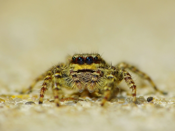 comp_Spinne02.jpg