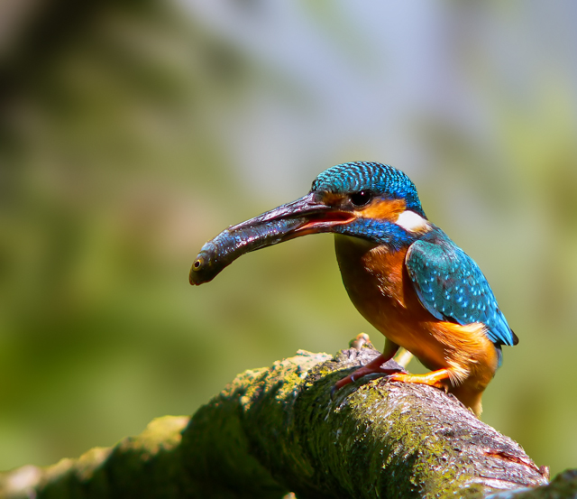 Eisvogel_FZ20.jpg