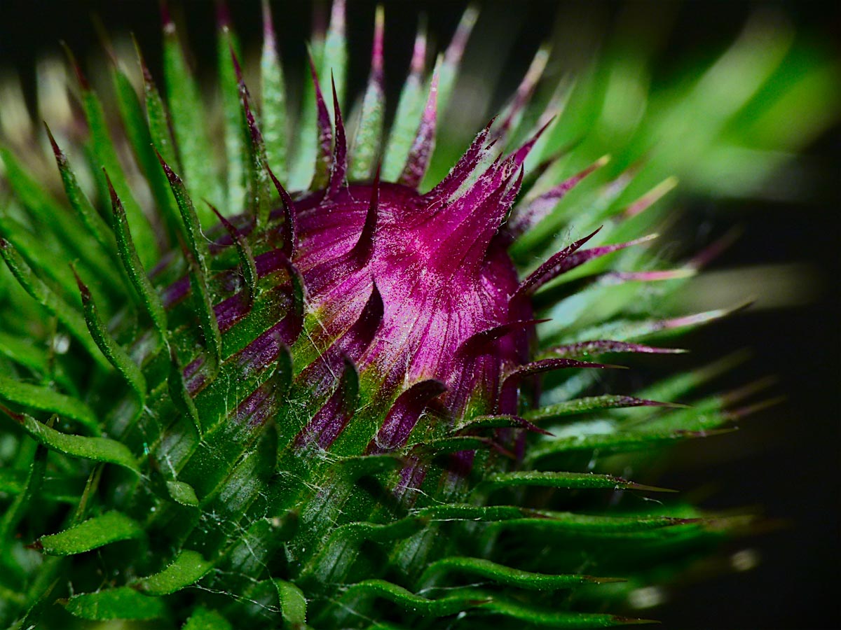 P1000996.jpg