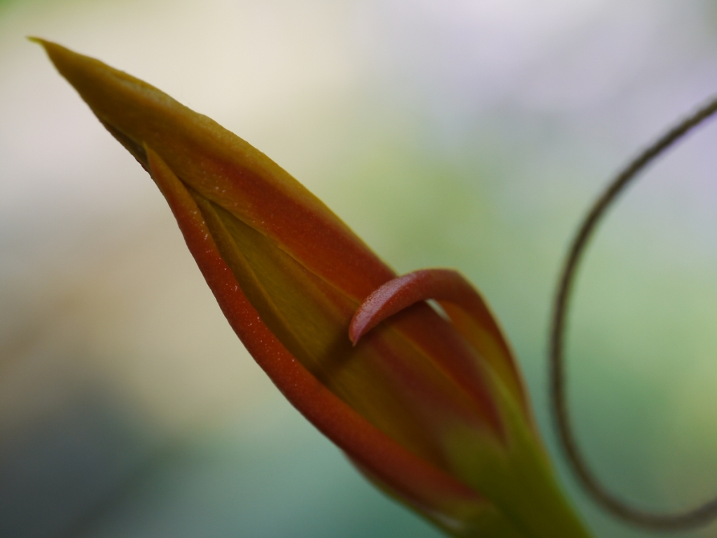 Kaktusblüte-4.jpg