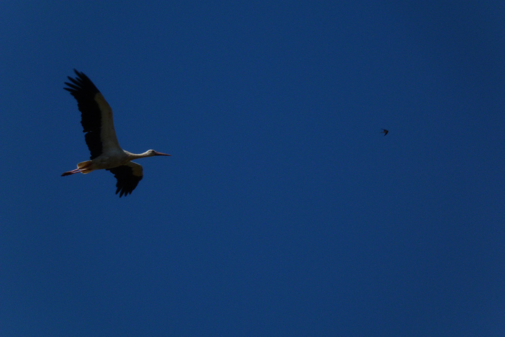 Storch im Flug.JPG
