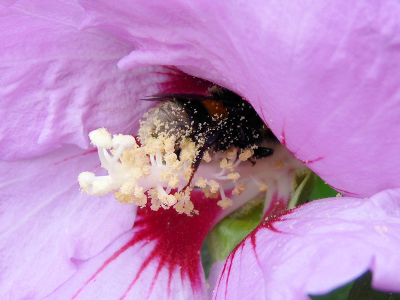 P1060112_Hummel-Arbeit.jpg