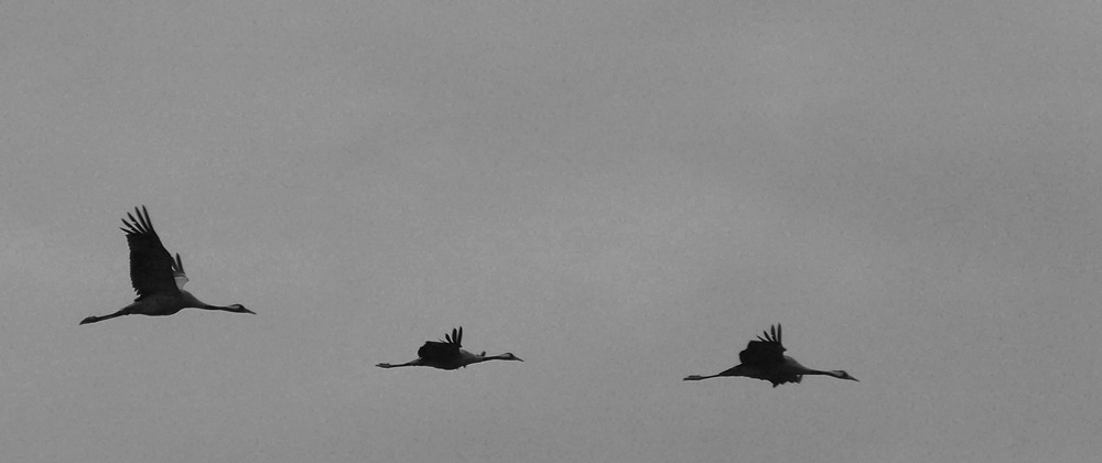 Guten Morgen aus der Uckermark.jpg