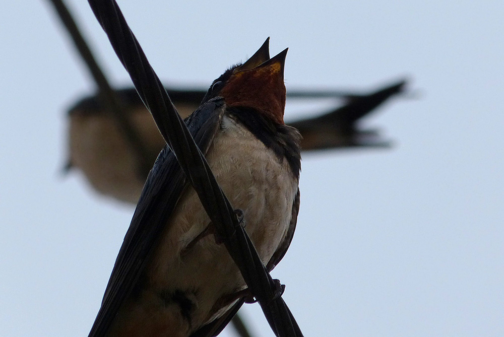 Guten Morgen im Forum.jpg