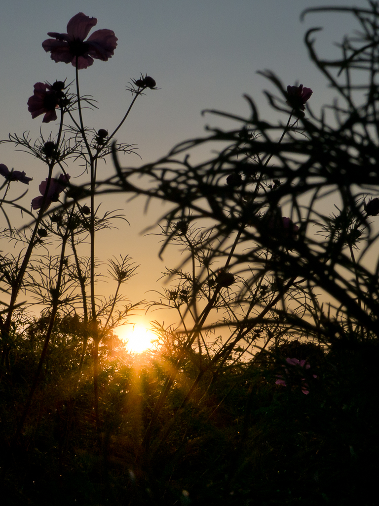 P1050430.jpg