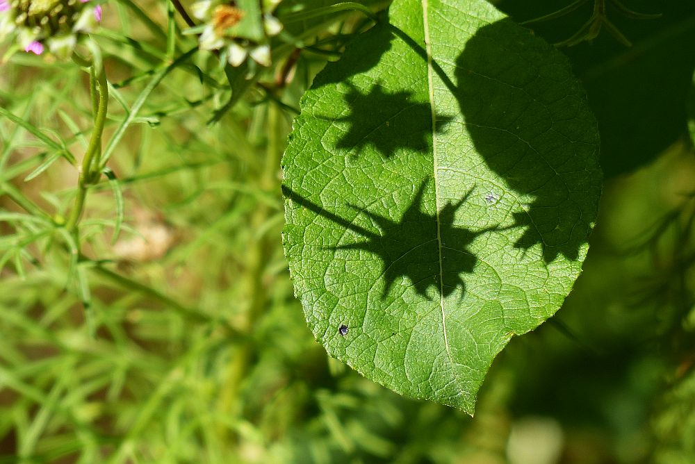 schatten1.jpg