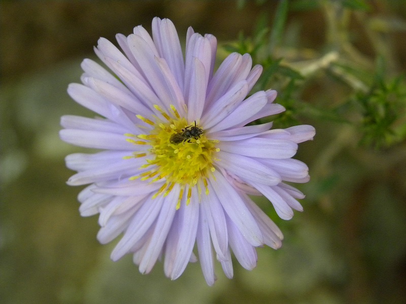 DSCN8006 - Kopie.JPG
