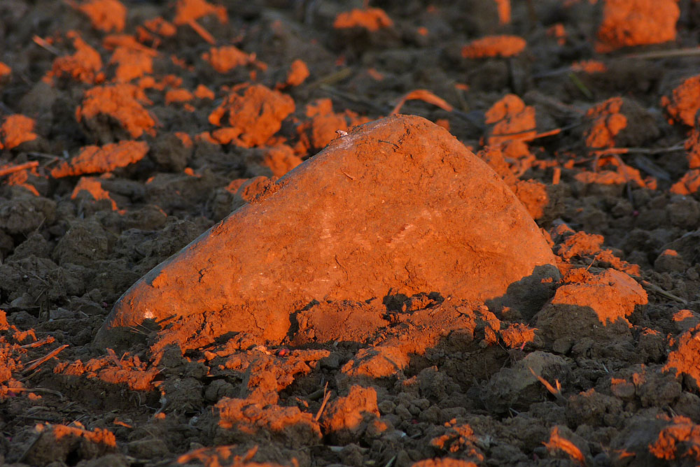 Stein auf dem Feld - Abendstimmung.jpg