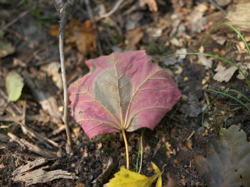P1000233.jpg