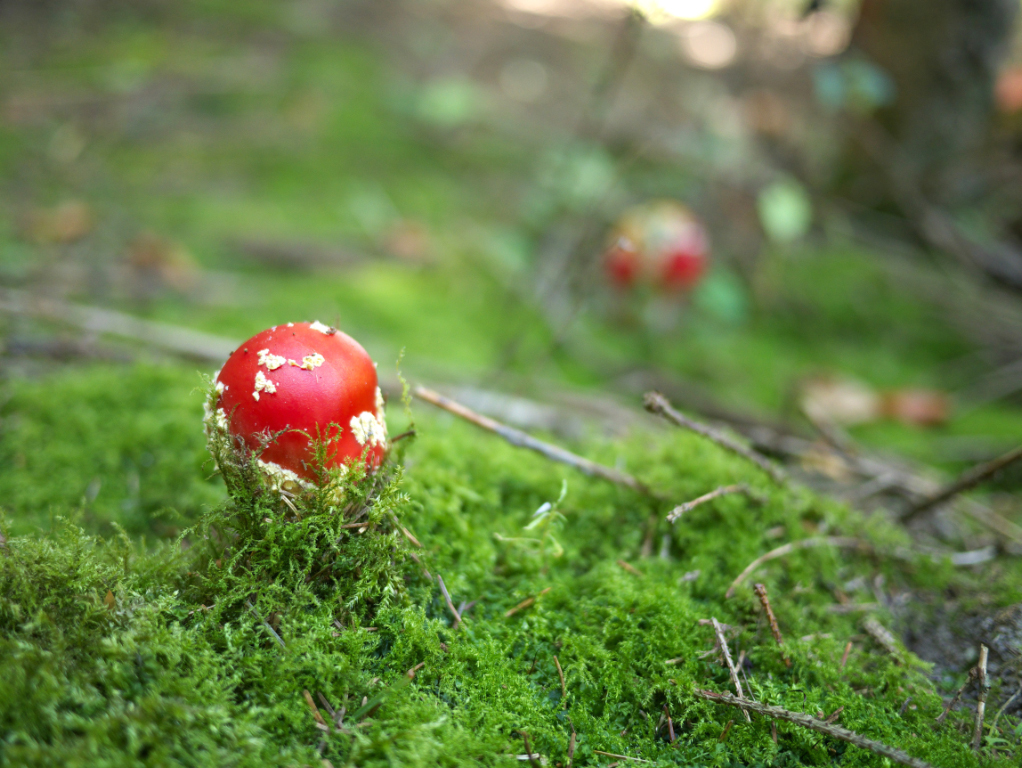 P1000214.jpg