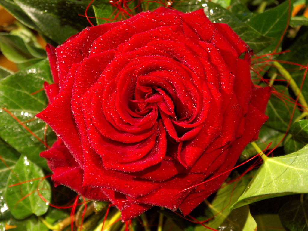 Rose.jpg
